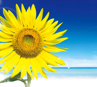 絹の黄変メカニズム