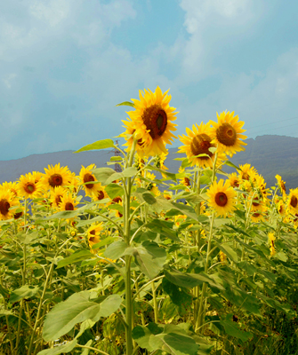 染め替えCOCOROMの特長